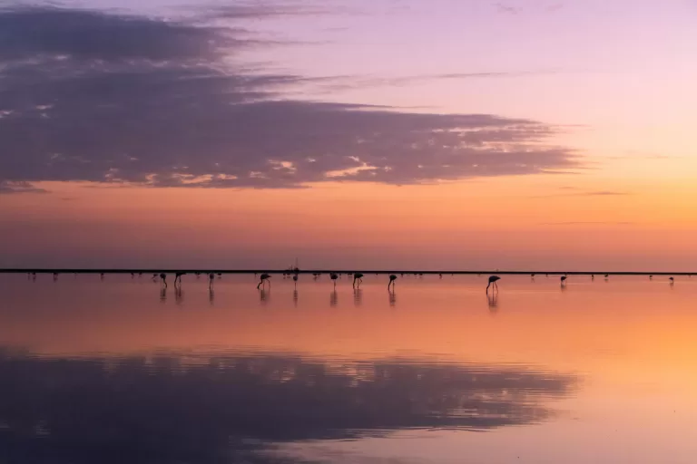 A tranquil sunset over a calm body of water in the south of France, with silhouettes of flamingos wading. The sky transitions from orange to pink, mirrored in the water's reflection, with clouds partially covering the horizon.