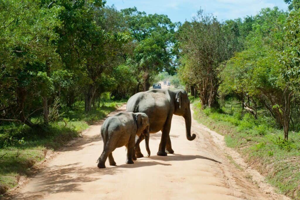 Elephants walking over a dusty road, between green scrubby trees. Responsible animal tourism is an important part of sustainable travel.