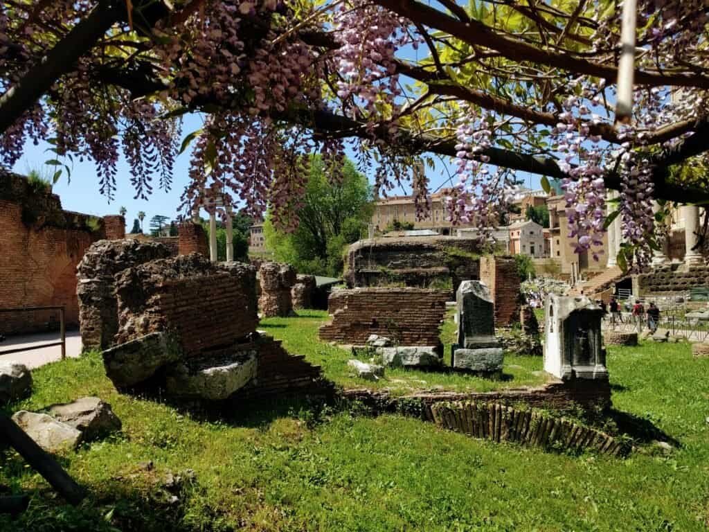 An image of ancient Roman ruins surrounded by lush greenery and vibrant wisteria flowers in full bloom, capturing the historic charm and natural beauty of Rome.