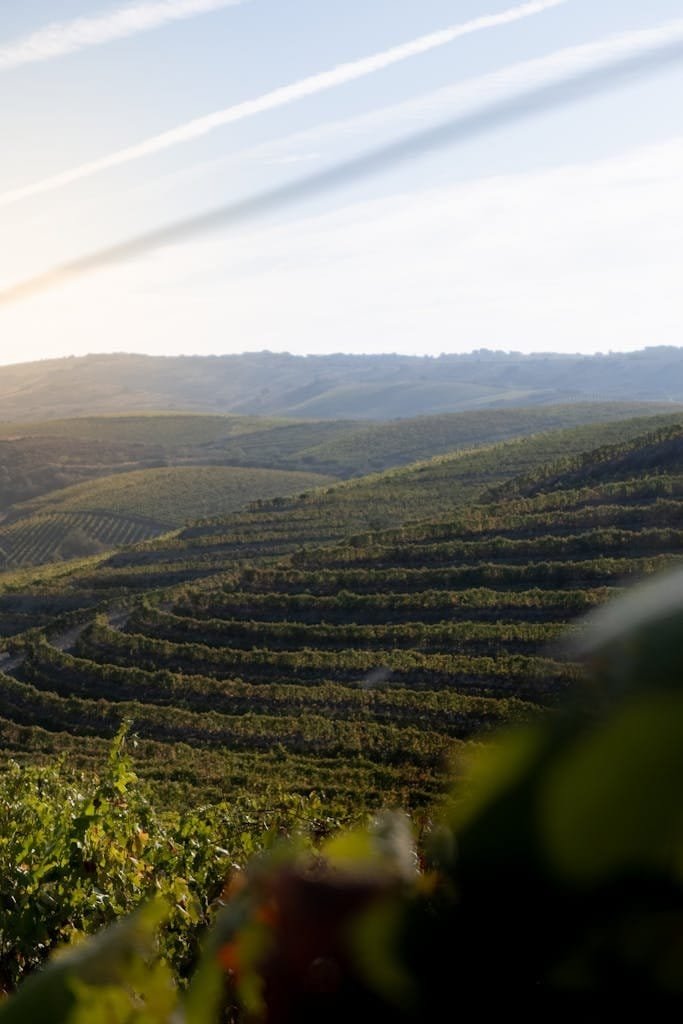 Vineyard landscape with rolling hills and lush grapevines under a bright sky, capturing the essence of wine country travel. The Douro Valley is one of the perfect European destinations for November.